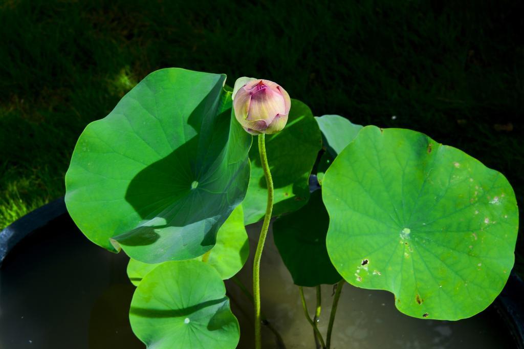 Begonia B&B T'ai-tung Exteriér fotografie